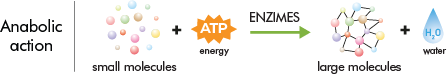 Anabolic action: small molecules + ATP energy → enzymes → large molecules + water